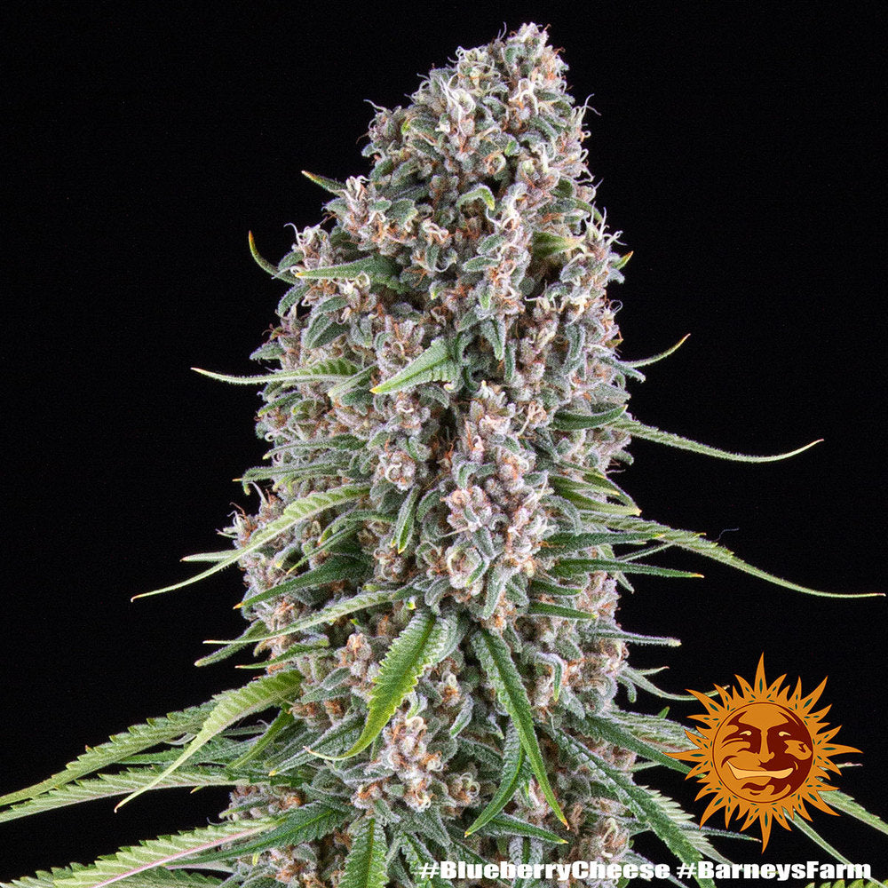 Blueberry Cheese