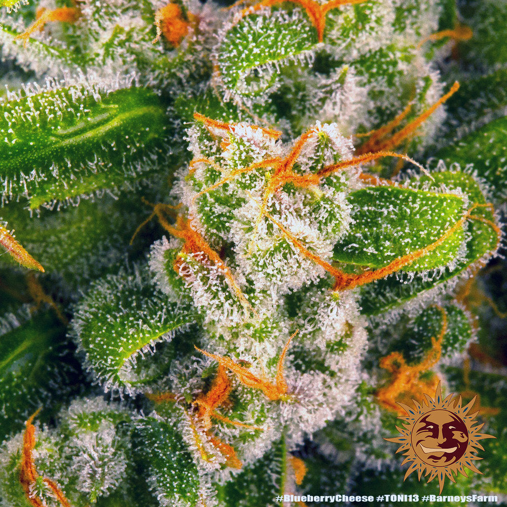 Blueberry Cheese