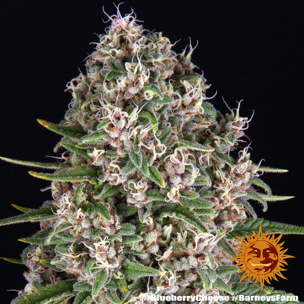 Blueberry Cheese