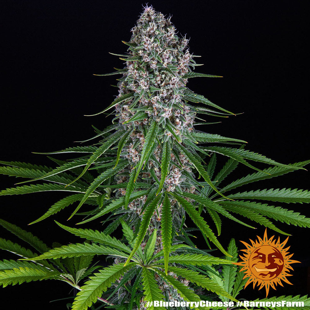 Blueberry Cheese