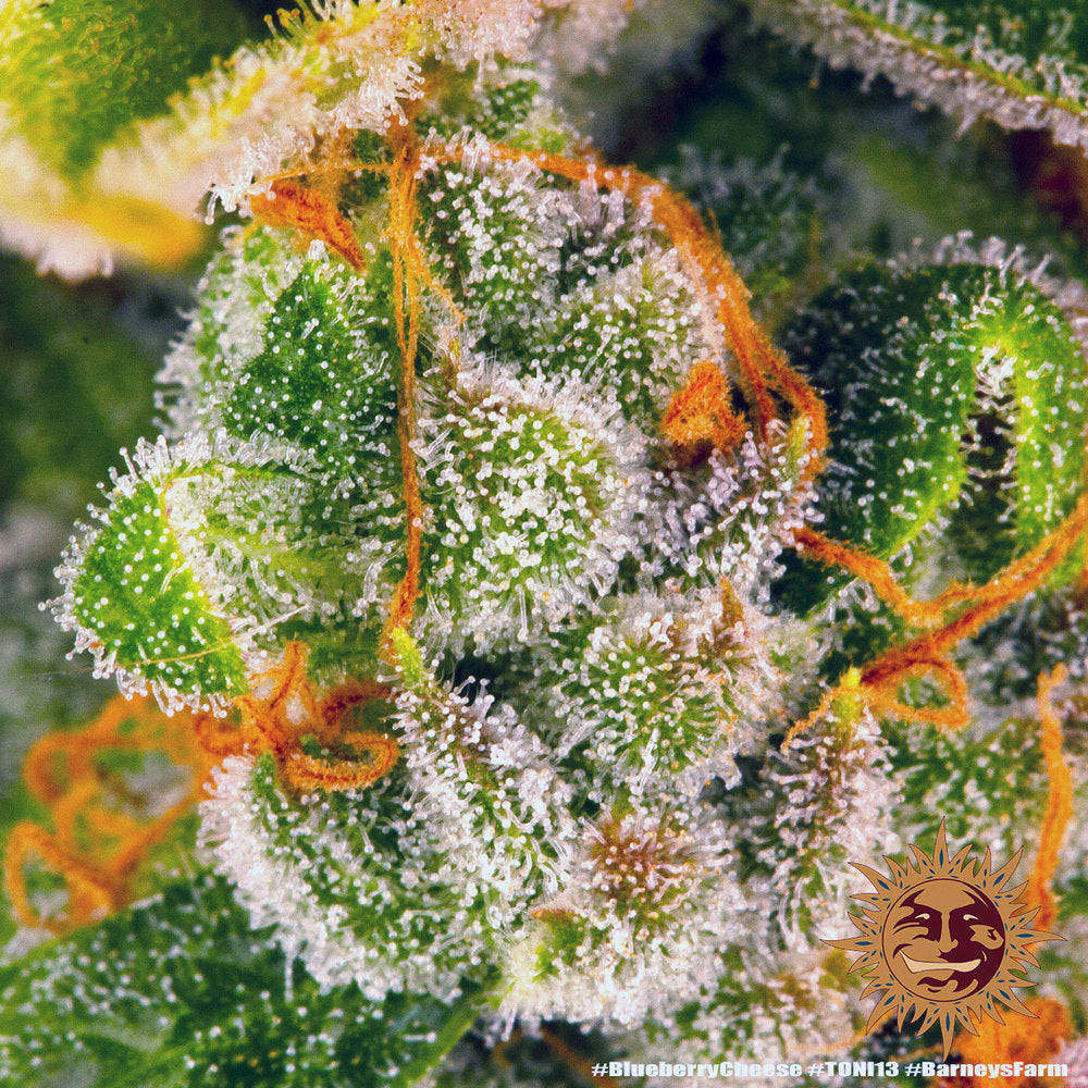 Blueberry Cheese