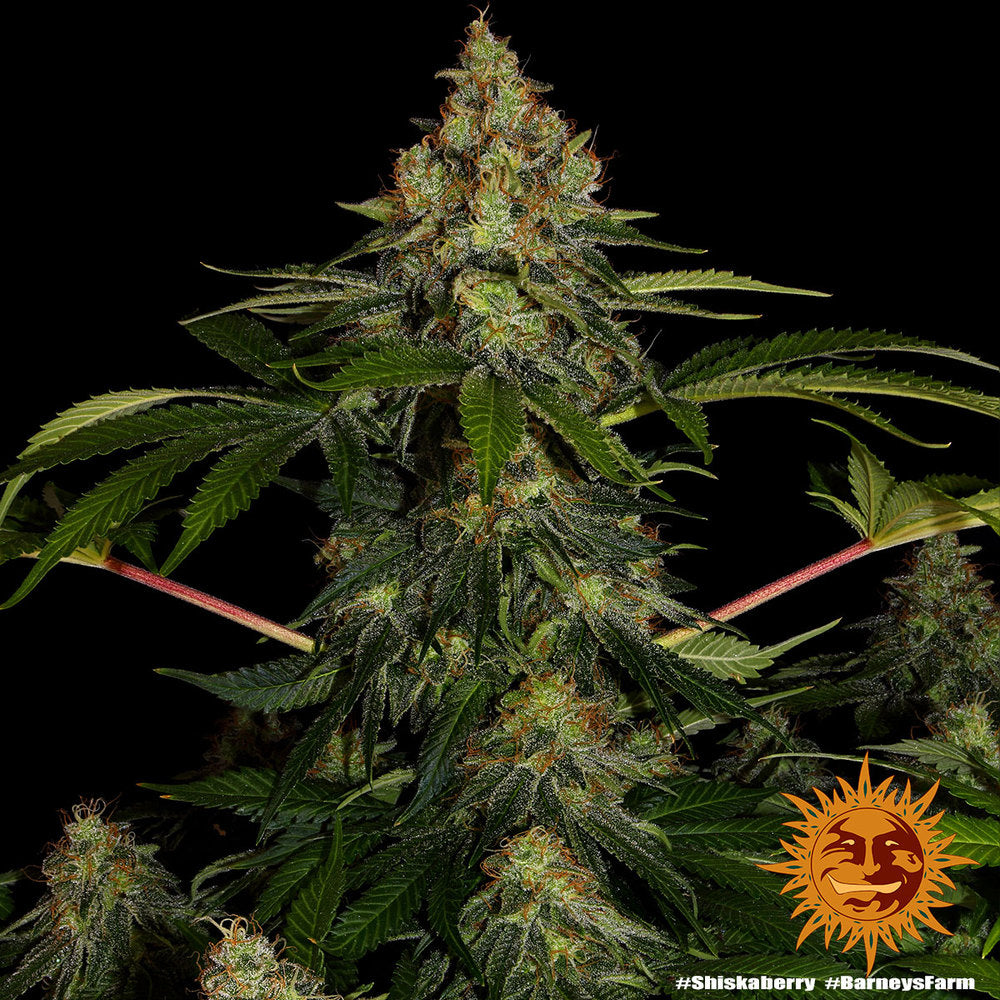 Shiskaberry