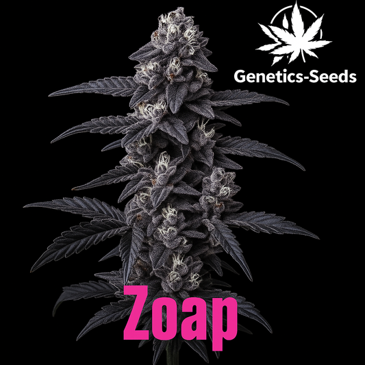 Zoap