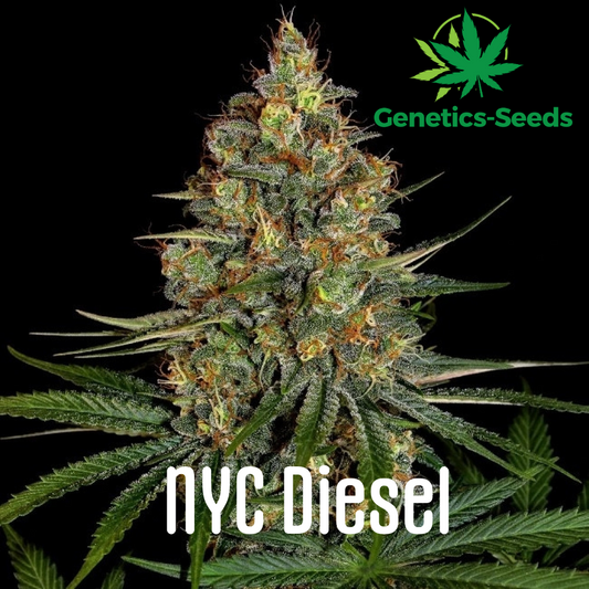 New York Diesel