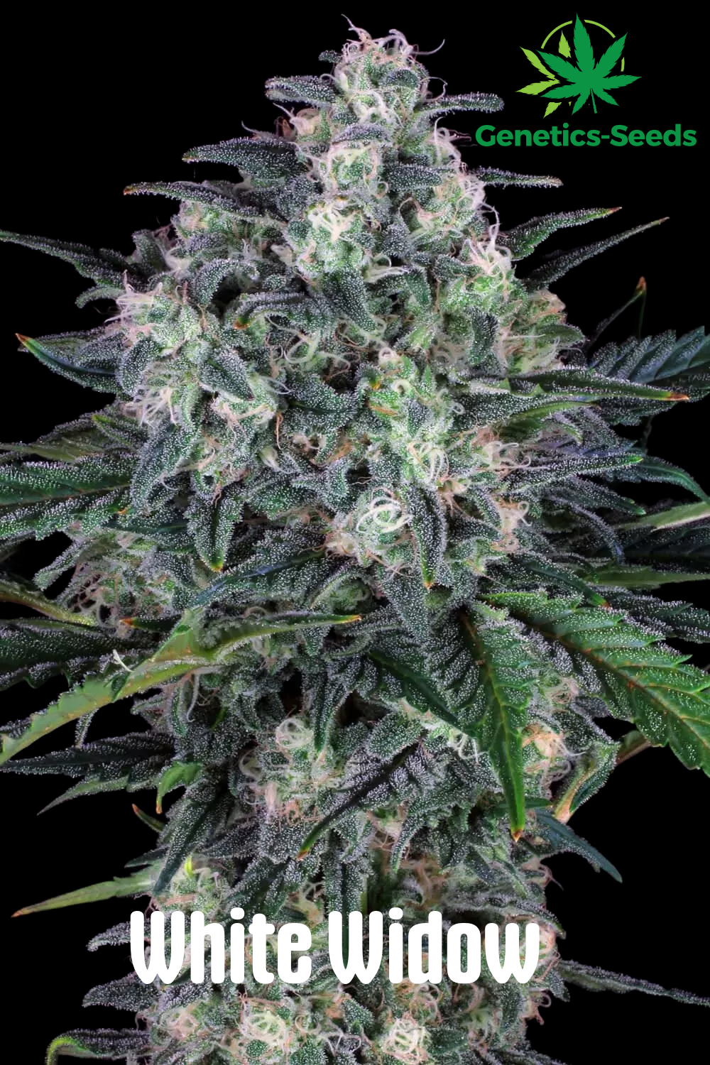 White Widow