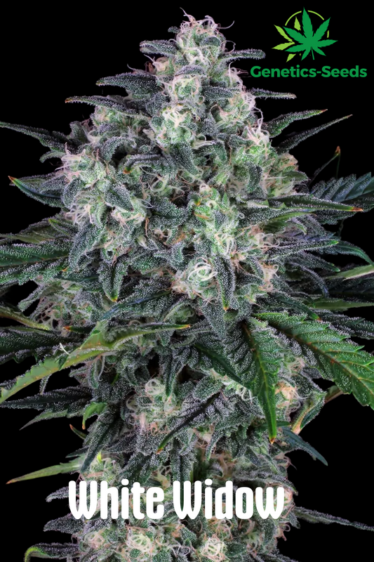 White Widow