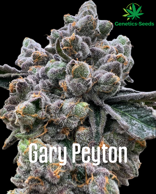 Gary Payton