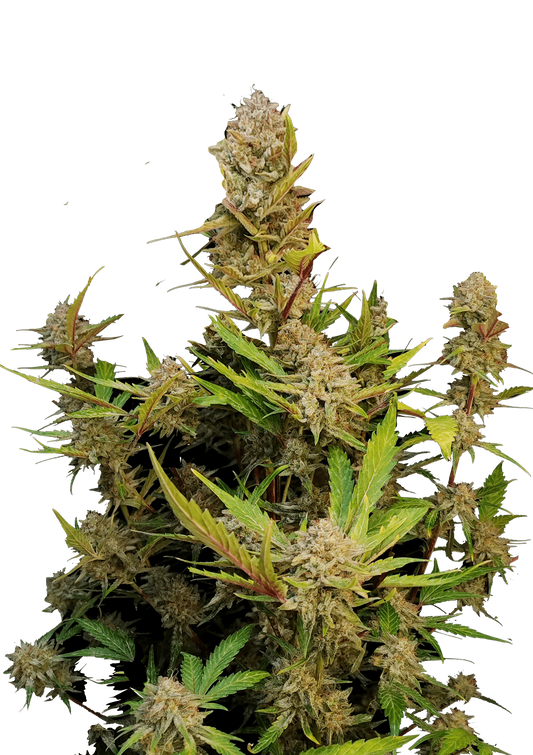 Apricot Auto