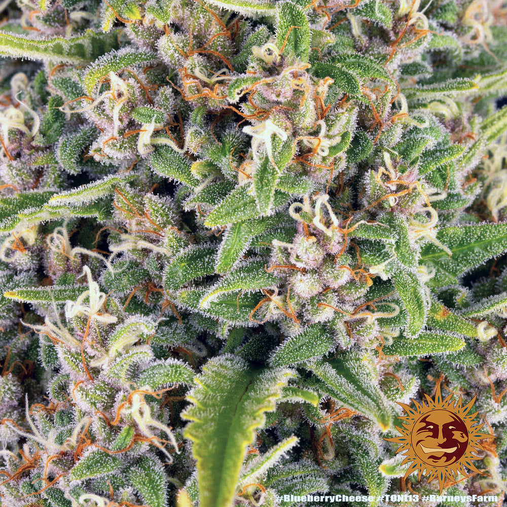 Blueberry Cheese