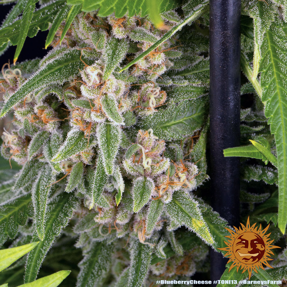 Blueberry Cheese