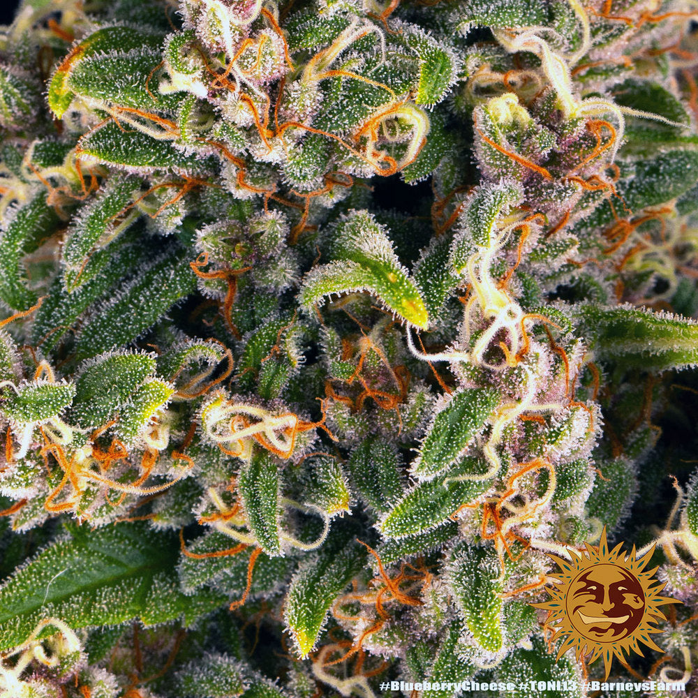 Blueberry Cheese