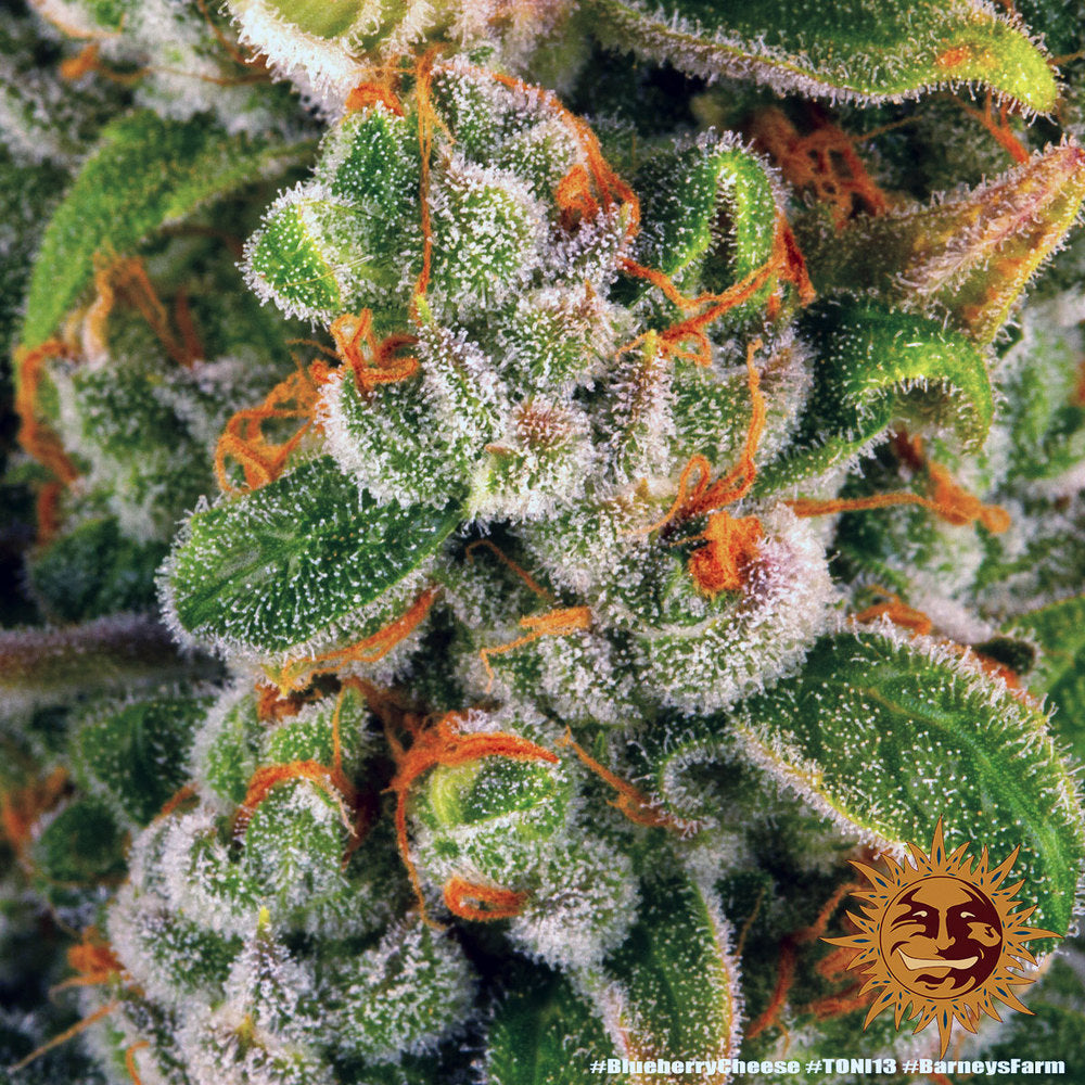 Blueberry Cheese