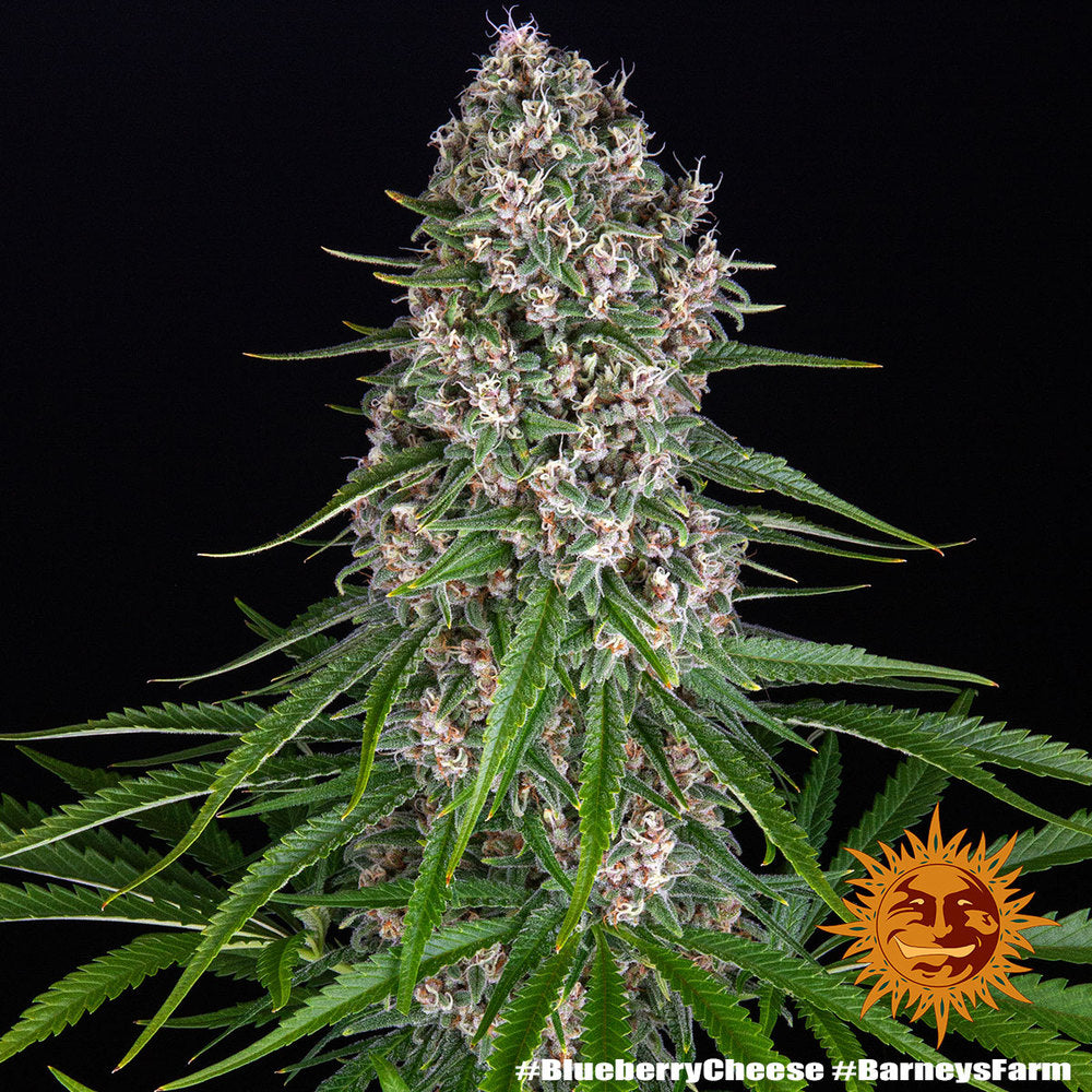 Blueberry Cheese