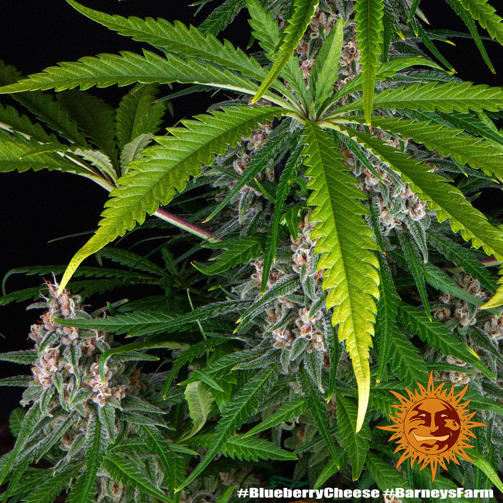 Blueberry Cheese