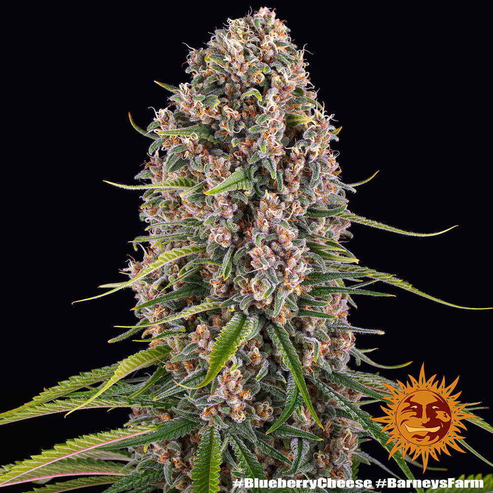 Blueberry Cheese