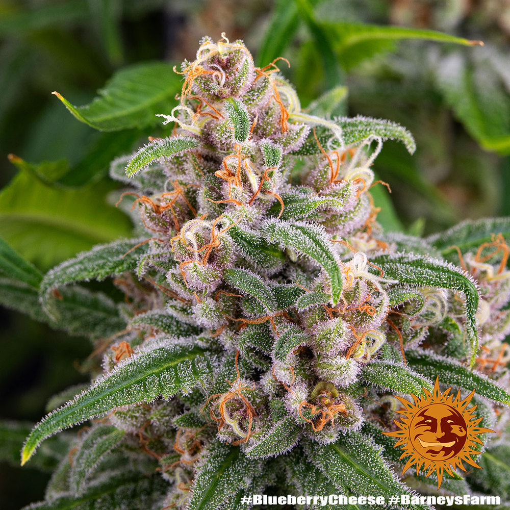 Blueberry Cheese