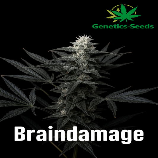 Brain Damage