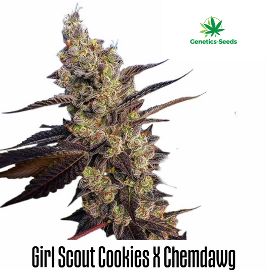 Girl Scout Cookies x Chemdawg