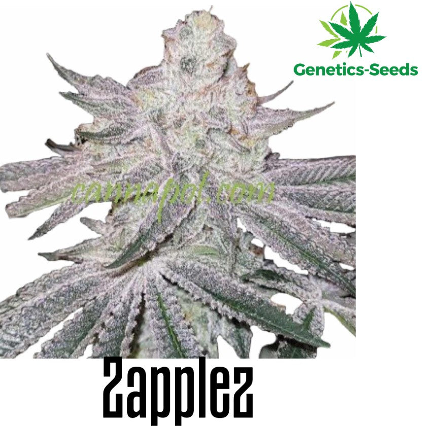 Zapplez